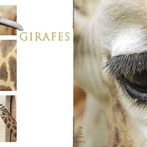 Giraffes