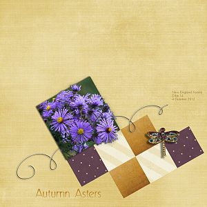 Autumn Asters
