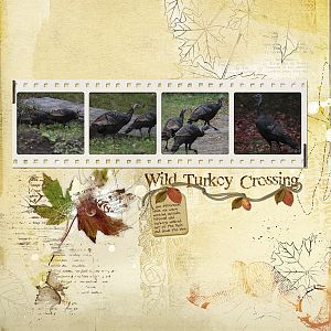 Wild Turkey Crossing