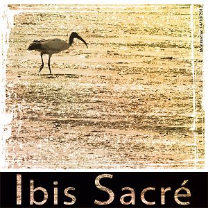 Ibis sacr