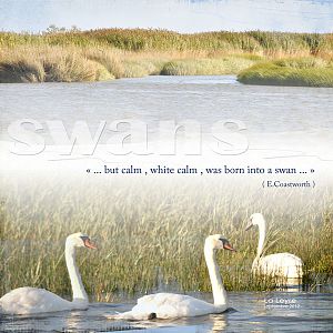 Swans