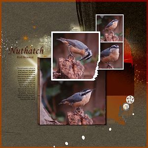 2012Nov15 red nuthatch