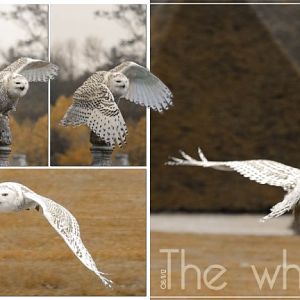 The white owl