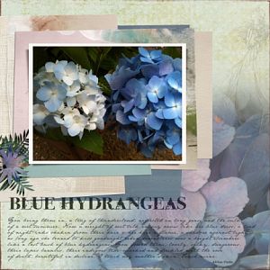 Blue hydrangeas