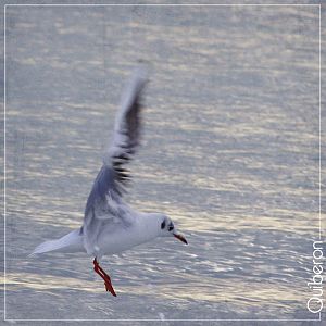 Mouette  Quiberon