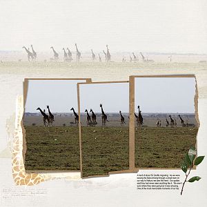 Giraffe Migration