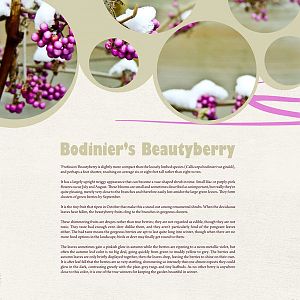 Bodinier's Beautyberry