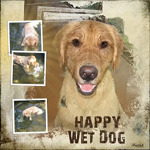 Happy Wet Dog