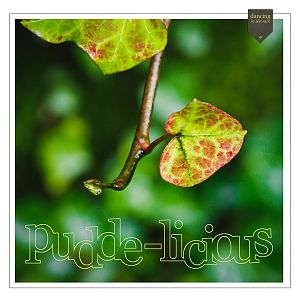 Pudde-Licious