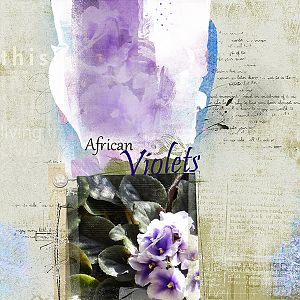 African Violet