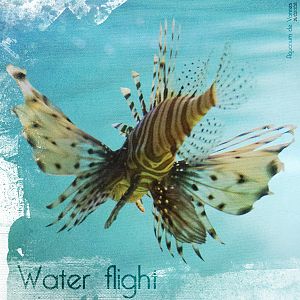 Water flight