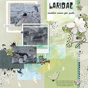 Laridae