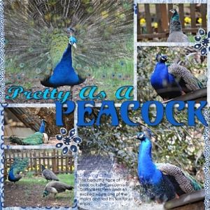 Pretty As a Peacock