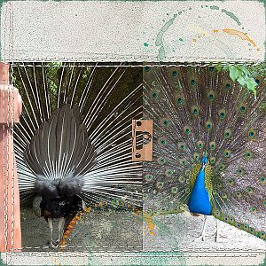 Pva - Peacock
