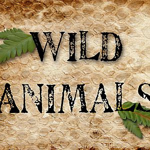 Nonfiction Signs:  Wild Animals