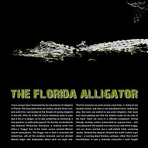 The Florida Allligator