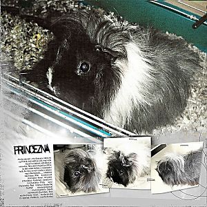 Princess - guinea pig