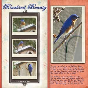 Bluebird Beauty