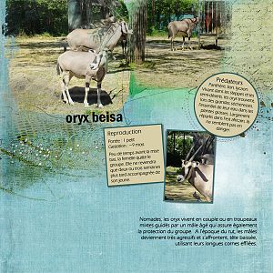 Oryx (Oct. challenge)