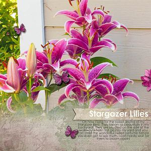 Stargazer Lilies