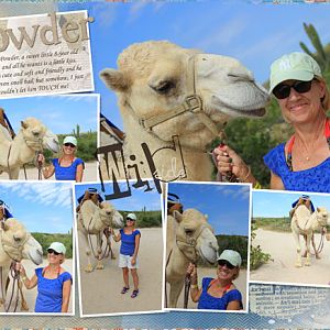 Camels 1