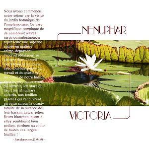 Nenuphar victoria