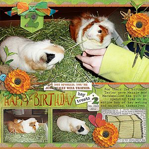 Guinea Pig's 2nd Birthday