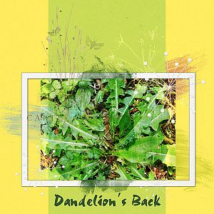 Dandelion's Back