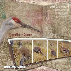 2014May sandhill crane