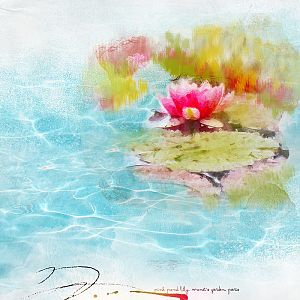 Pink Pond Lily-Monet's Garden