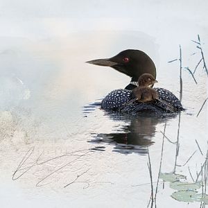 Minnesota Loon and her baby