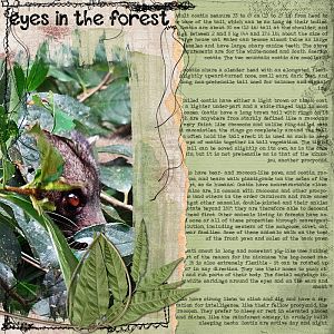 Eyes in the forest