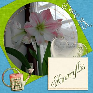 Amaryllis