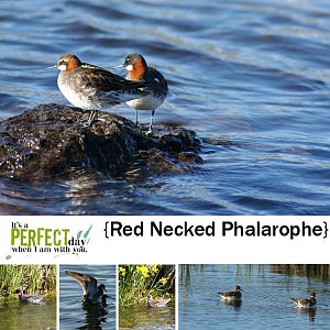 red necked phalarope