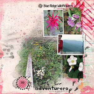 LIfe in Color Pink Challenge - Blue Ridge Wildflowers