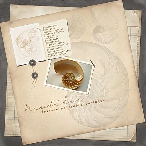 Nautilus