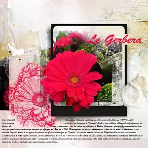 le gerbera