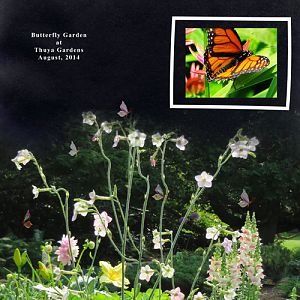 Butterfly Garden at Thuya Gardens