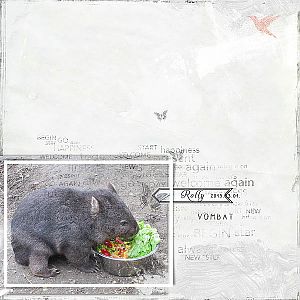 Challenge 1 - PROMPT - march 2015 - Wombat