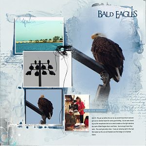 2015Apr9 bald eagles