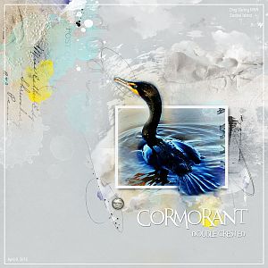 2015Apr9 cormorant