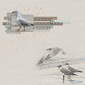 Seagull