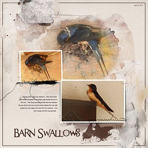 2015Apr30 barn swallows