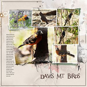 2015Apr30 Ft Davis birds