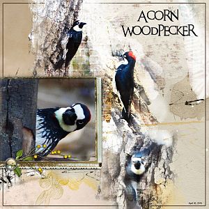 2015Apr30 Acorn woodpecker