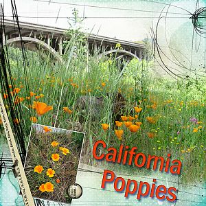 2015 California State Flower Anna color challenge
