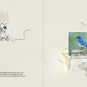 AnnaLIFT 6.13.15 - Mountain Bluebird