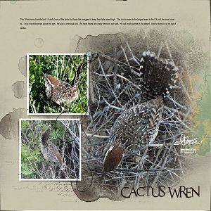 2015May4 cactus wren