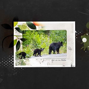 Family of Black Bears