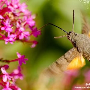 Sphinx Colibri